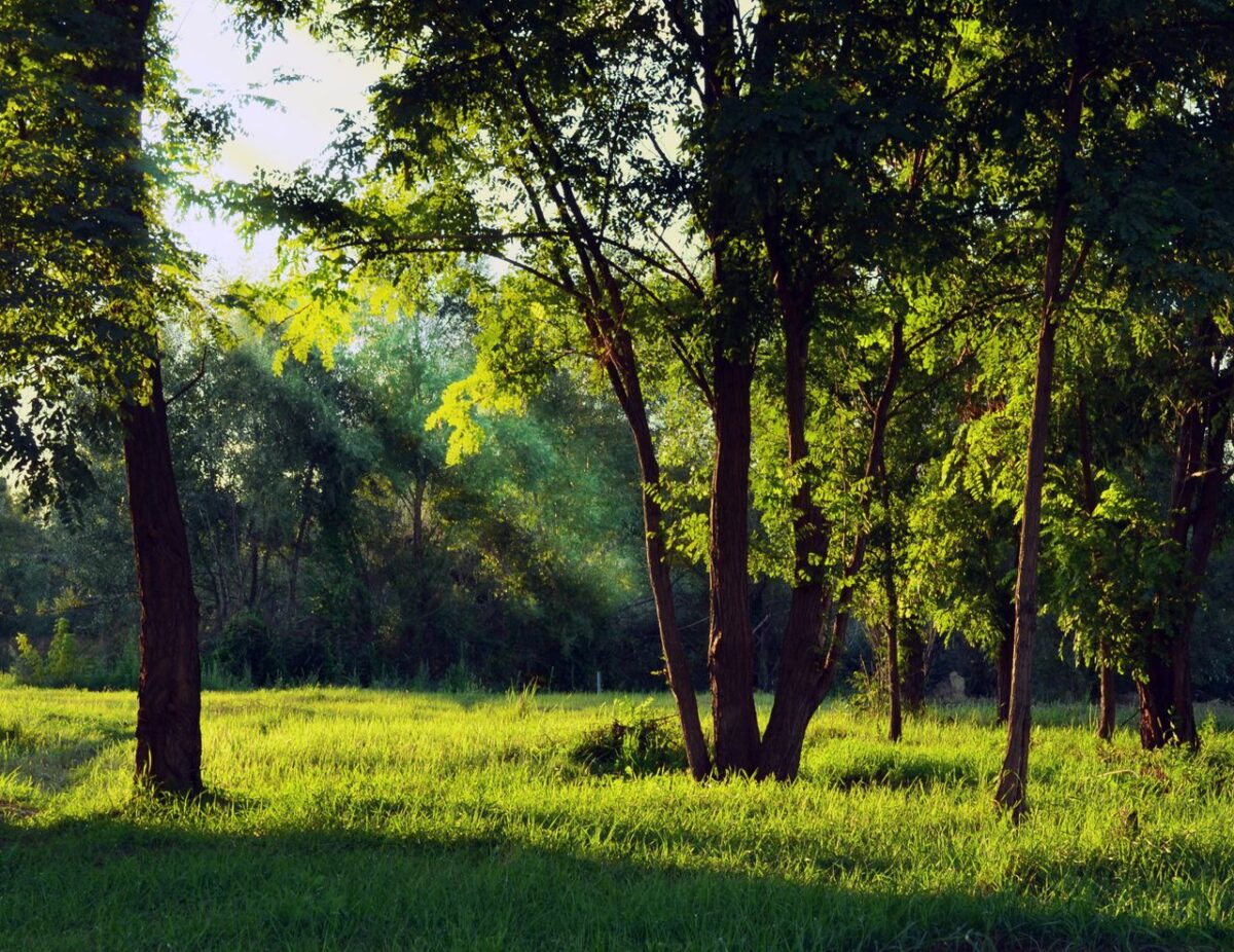 services-04 Peaceful forest scene with sunlight filtering through green trees on a tranquil morning.