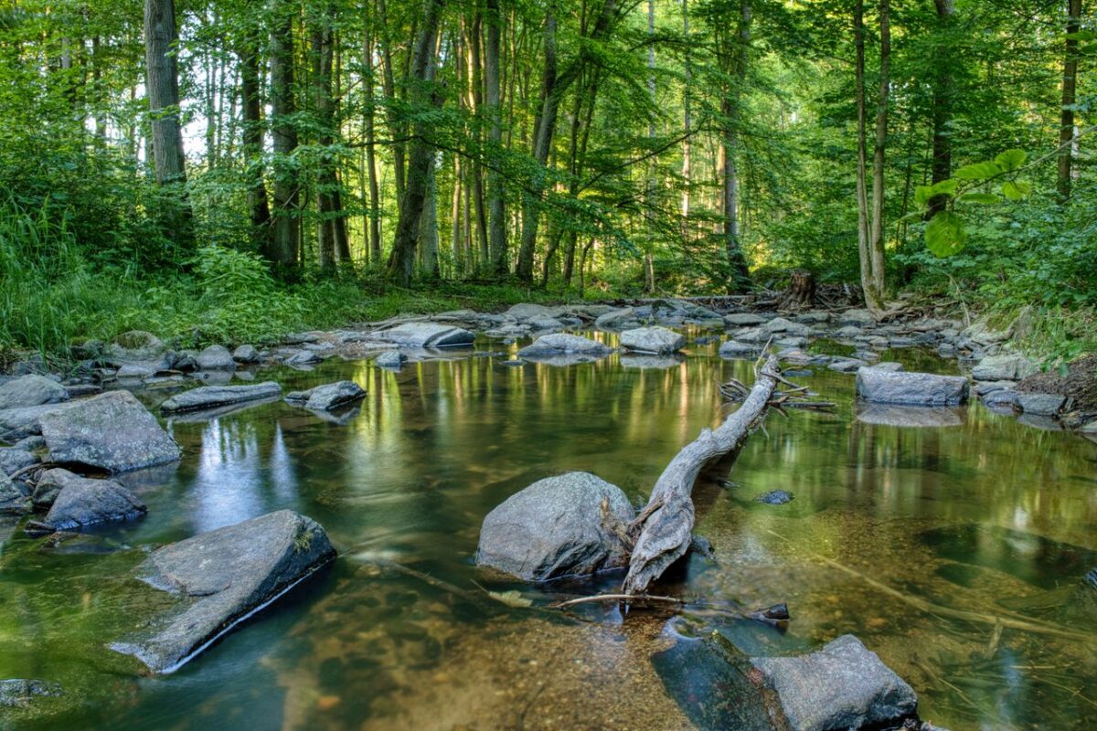 services-02 Peaceful stream flowing through lush green forest in Chlístovice, Czechia, capturing summer's tranquility.