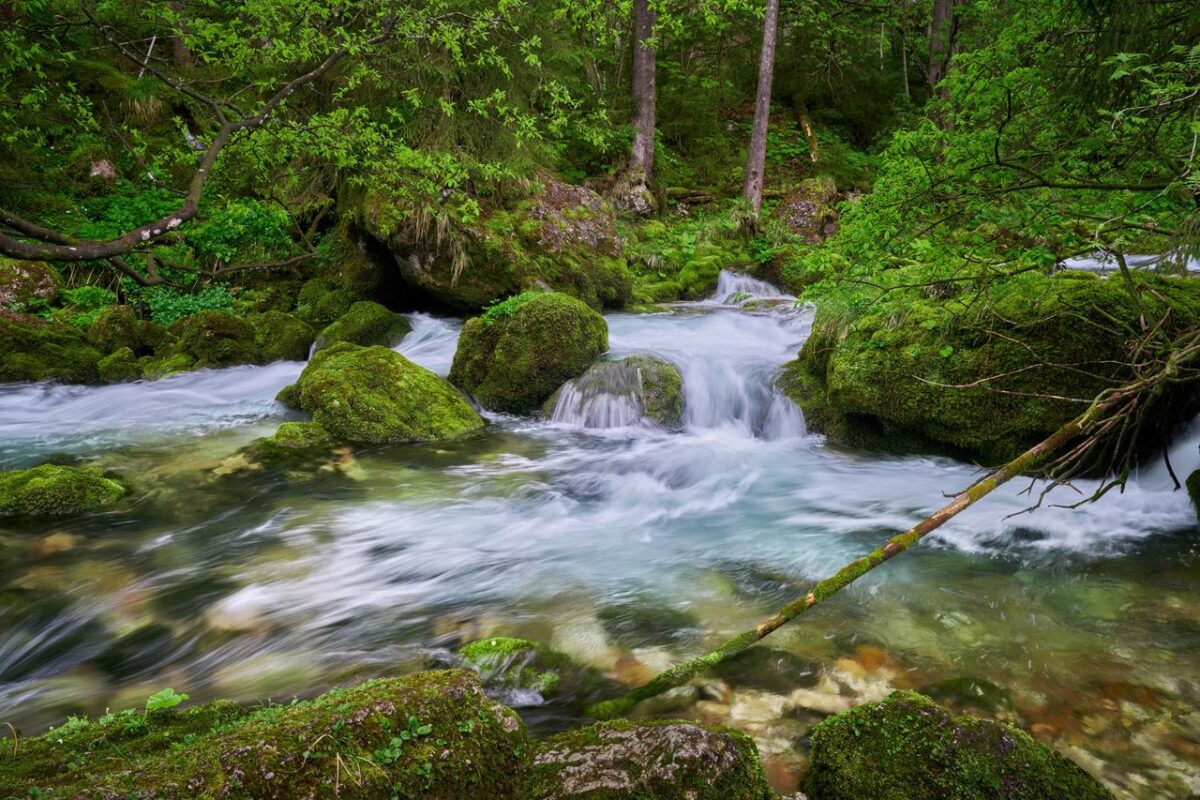 services-03 Lush green forest with a flowing stream in Golling, Salzburg, Austria.